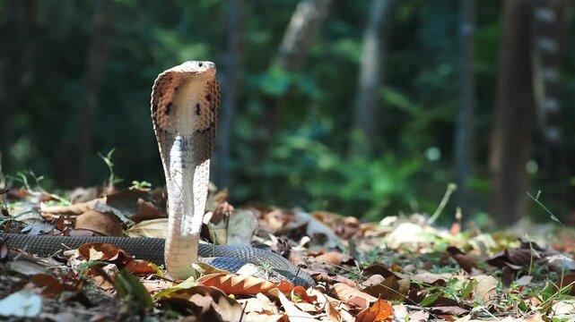 Cobra deadly serpent living on a dry leaf in the forestin nature	