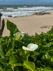 White calla lily flowers among lush green coastal vegetation with sandy beach and ocean waves in background. Ideal for concepts of seaside nature