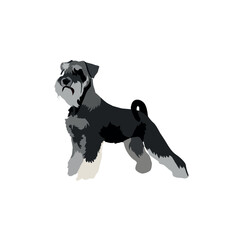 Schnauzer dog isolated on a white background.eps