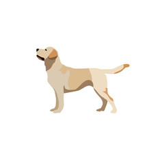labrador dog breed isolated vector on a white background.eps