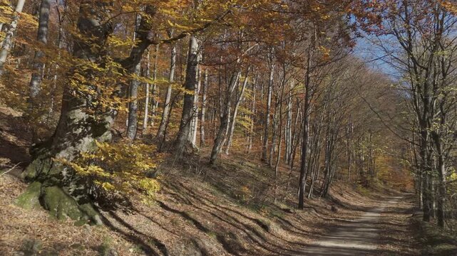Ungraded flat log aerial crane up flight from forest path to windy canopy with raw dynamic range