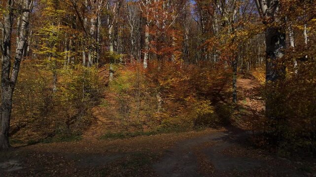 Aerial descent into mysterious autumn beech forest with dramatic golden hour lighting and deep shadows