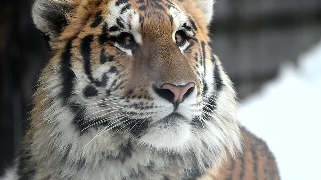 Snowy Tiger Explores Winter Landscape in Wildlife Reserve While Displaying Natural Behaviors and Movements