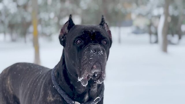 Close-up portrait of a Cane Corso dog standing in a winter park covered with snow. Strong and confident guard dog with expressive eyes, calm posture and noble appearance.