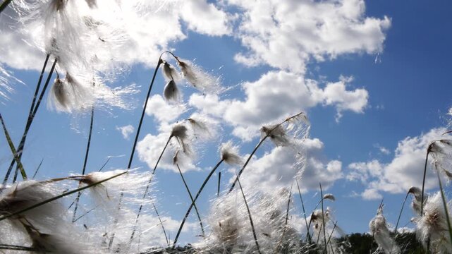 Shaggy white fluffy flowers, similar to cotton, tremble in the wind in the polar tundra on a summer day.