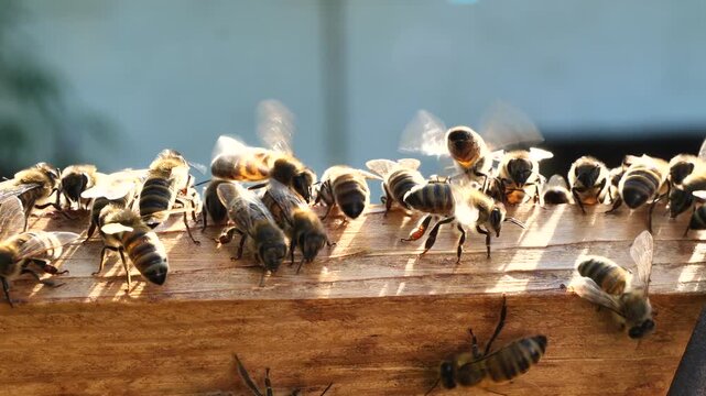 Bees in evening rays of sun.
Video for relaxation. Warm tones and slow strokes of the wings of insects act soothingly.
