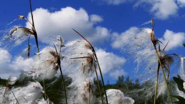 Shaggy white fluffy flowers, similar to cotton, tremble in the wind in the polar tundra on a summer day.