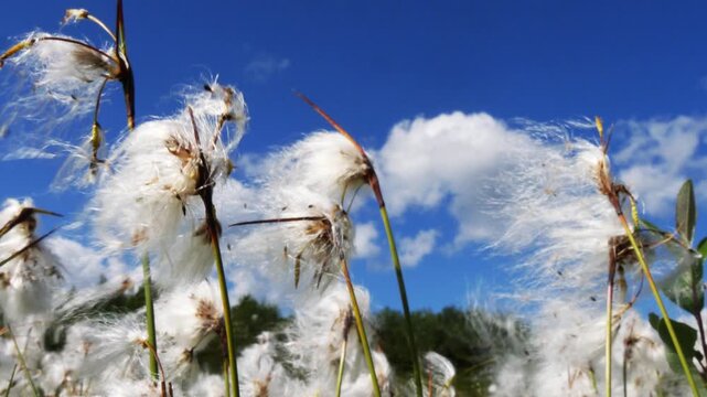 Shaggy white fluffy flowers, similar to cotton, tremble in the wind in the polar tundra on a summer day.