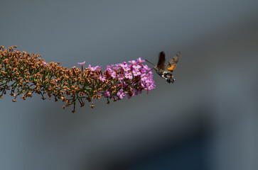 The hummingbird hawk-moth hovers in front of a flower © Witold Lapinski