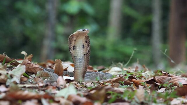Cobra deadly serpent living on a dry leaf in the forestin nature	