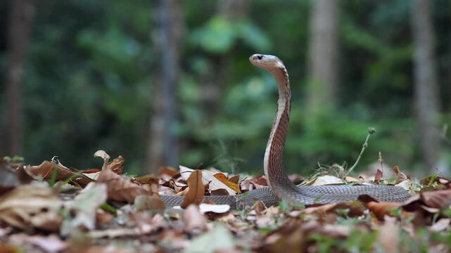 Cobra deadly serpent living on a dry leaf in the forestin nature	