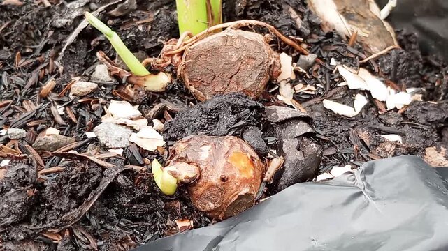Cultivating turmeric rhizomes (Curcuma longa) using polybags. Turmeric is known in Asia as a kitchen spice, but it also offers health benefits due to its anti-inflammatory and antioxidant properties.