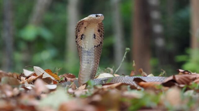 Cobra deadly serpent living on a dry leaf in the forestin nature	
