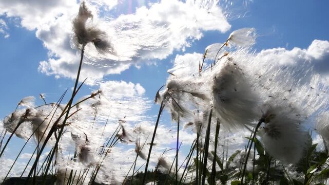 Shaggy white fluffy flowers, similar to cotton, tremble in the wind in the polar tundra on a summer day.