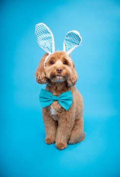 Close-up portrait of a tan miniature labradoodle  sitting in front of a blue background wearing bunny ears and a bow tie