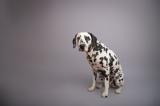 Close-up portrait of a sad purebred dalmatian puppy sitting in front of a grey background