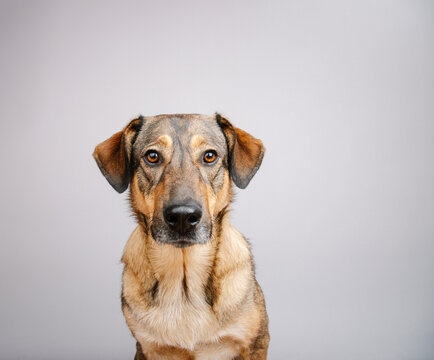 Close-up portrait of a Shepnees (Germanees) dog in front of a grey background