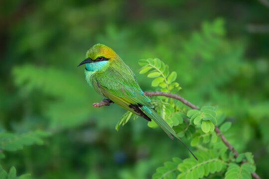 Close-up of an Asian green bee-eater perched on a shrub, Sri Lanka,