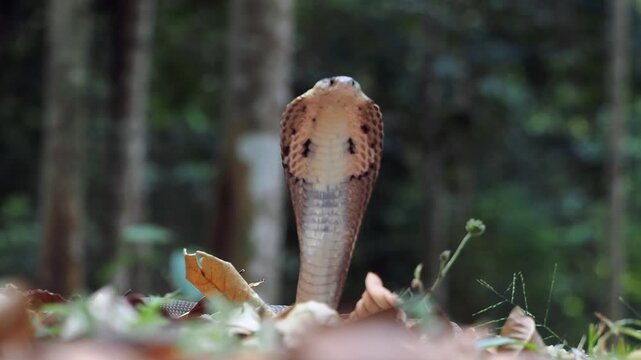 Cobra deadly serpent living on a dry leaf in the forestin nature	