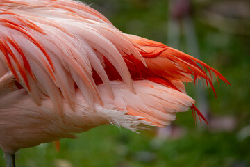 close up of flamingo
