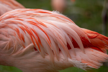 close up of flamingo