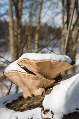 Red-banded Polypore (Fomitopsis pinicola)