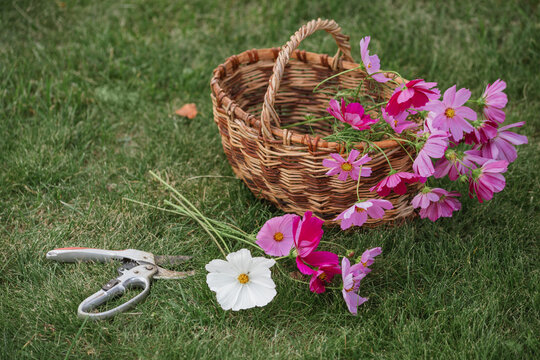 Close-up of a rustic wicker basket filled with freshly cut bright pink and white cosmos flowers and a pair of pruning shears on a lawn