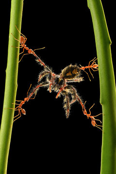 Close-up of four ants with a dead spider on plant stems, Indonesia