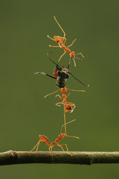 Close-up Side view of three ants with a dead insect standing on a branch, Indonesia