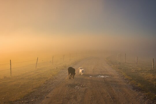 Rear view of Two dogs standing on a country road on a foggy day at sunset, Serbia