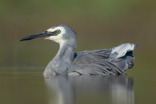 Close-up side view of a white-faced heron (Egretta novaehollandiae) swimming on a lake in summer, Australia