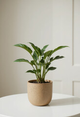 Fototapeta premium Indoor plant care tips home article minimalistic close-up greenery for a refreshing atmosphere