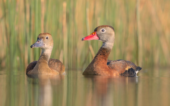 Close-up of a pair of fulvous whistling ducks (Dendrocygna bicolor) floating in a tranquil pond in front of reeds and grasses, Florida, USA