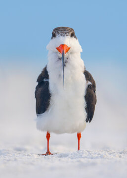 Close-up portrait of a black skimmer (Rynchops niger) standing on a white sandy beach, Florida, USA