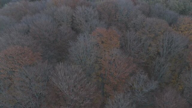 Ungraded flat log aerial view flying close to late autumn forest texture with bare and colored trees