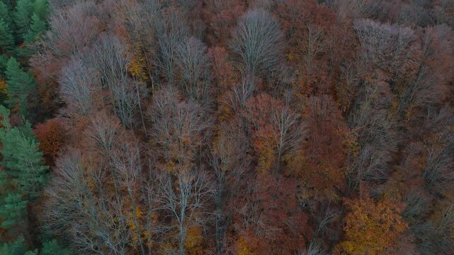 Long take aerial flyover of late autumn forest hills showing bare gray branches over colorful foliage in cool shade