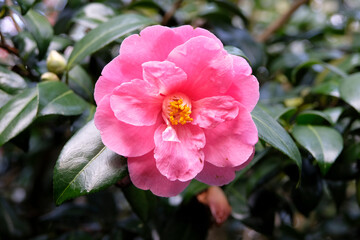 Fototapeta premium Pink double camellia in flower.