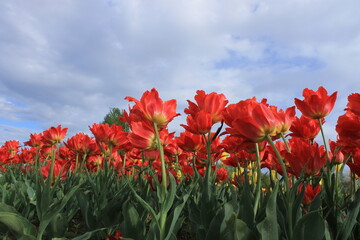 Obraz premium Vibrant Red Tulips in Full Bloom Against a Soft Cloudy Sky — Spring Garden Scene