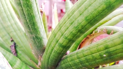 Obraz premium close up of a green cactus
