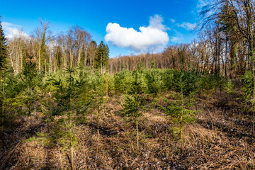 Fototapeta premium Wiederaufforstung im Mischwald