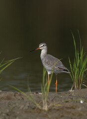 Obraz premium Portrait of a Spotted redshank at Purbasthali oxbow lake, India