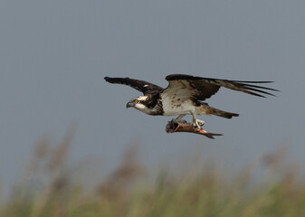 Osprey flying with a fish catch at Purbasthali oxbow lake, India