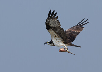 Fototapeta premium Osprey flying with a fish catch at Purbasthali oxbow lake, India