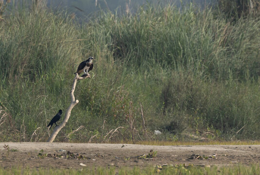 Osprey perched on a wooden log with a fish catch and house crow sitting down at Purbasthali oxbow lake, India
