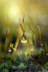 Rugiada tra gli steli del muschio