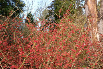 Red Hamamelis x intermedia &lsquo;Rubin&rsquo;, winter witch hazel in flower.