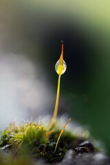 Rugiada tra gli steli del muschio