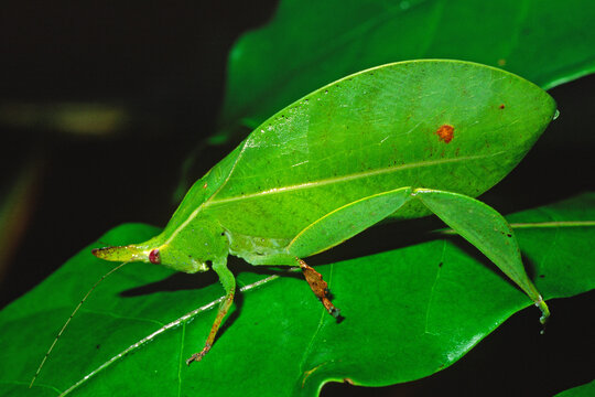 Spike-headed False-leaf Katydid, Aegimia elongata.