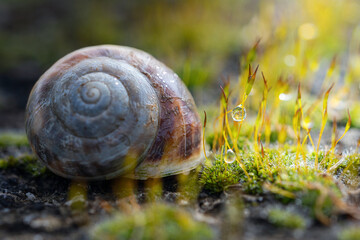 Rugiada tra gli steli del muschio
