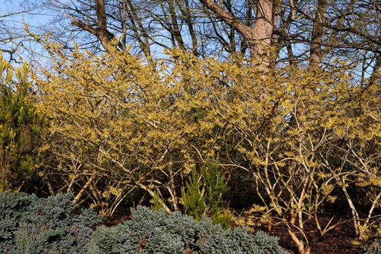 Golden yellow Hamamelis x intermedia &lsquo;Barmstedt Gold&rsquo;, winter witch hazel in flower.